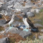 Blue footed boobies doing their courting