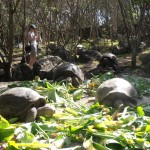 Tortoises being fed