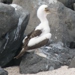 Baby blue footed boobie