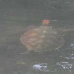 Turtles swimming in bay