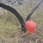 Male Frigate bird trying to find a mate