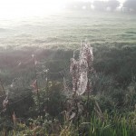 Spiders web in dew