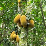 Wild Jackfruit, these are eaten as a substitute for meat, as they are very fleshy inside, and taste similar to chicken