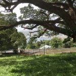 Fabulous old trees, and if you look carefully you can see the ship