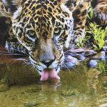 Jaguar drinking from river