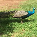 Peacock enjoying our company