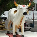 The famous bull