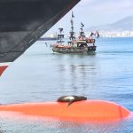 Sea lion relaxing on ships bulb