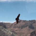 Condor in flight, they are massive