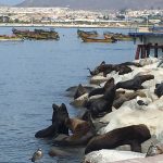 Lots of sea lions adjacent to fish market, I wonder why!