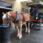 Lovely horses, great trip