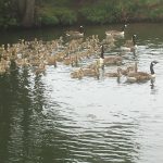 Can’t believe the number of babies 