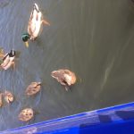 Ducks looking for food at boat 
