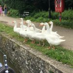 Geese looking on