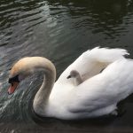 My favourite picture, mother and baby swan