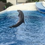 Dolphins performing 
