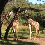Giraffe enjoying his freedom