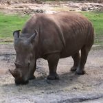 Rhino enjoying the mud