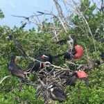 Frigate birds 