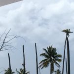 Coconut plants destroyed by Irma