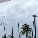 Coconut plants destroyed by Irma