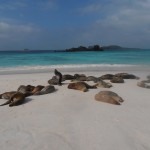 Beautiful sandy beach with a colony of noisy sea lions.