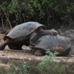 Galapagos tortoises doing what comes natural