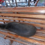 Sea-lion resting on the seat