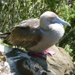 Red footed boobie