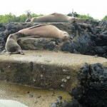 Sea-lions blocking our way forward