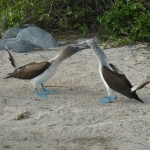 Mating call of the Blue footed Boobies