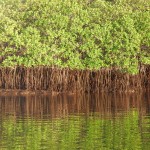 Mangroves