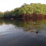 Black Turtle Cove with a stingray going through the water