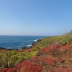 The other side of the hill was carpeted in red.