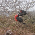 Frigate birds on nest