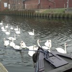 Swans surrounding the boat