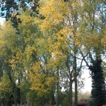 Trees changing colour
