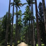 Amazing to see so many palm trees