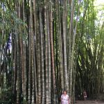 Massive bamboo canes
