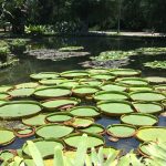 Large water lillies