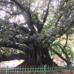 Amazing tree over 100 years old 