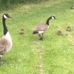 Canadian geese with their babies 
