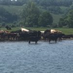 Cows grazing in water, so peaceful 