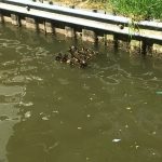 A family of ducks so cute!