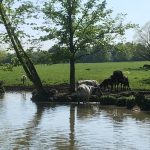 Cows enjoying the canal