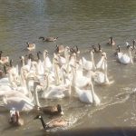 Some of the swans