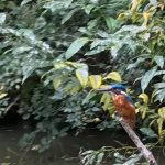 Marian managed to photograph a kingfisher 